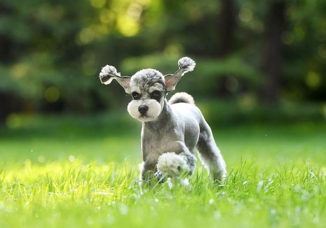 7种超多人养的中型犬二哈竟然也上榜了