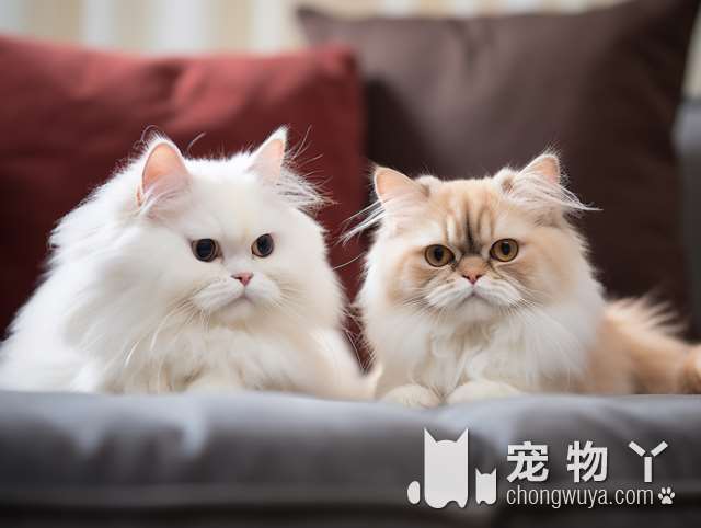 蓝猫与狸花猫的异同